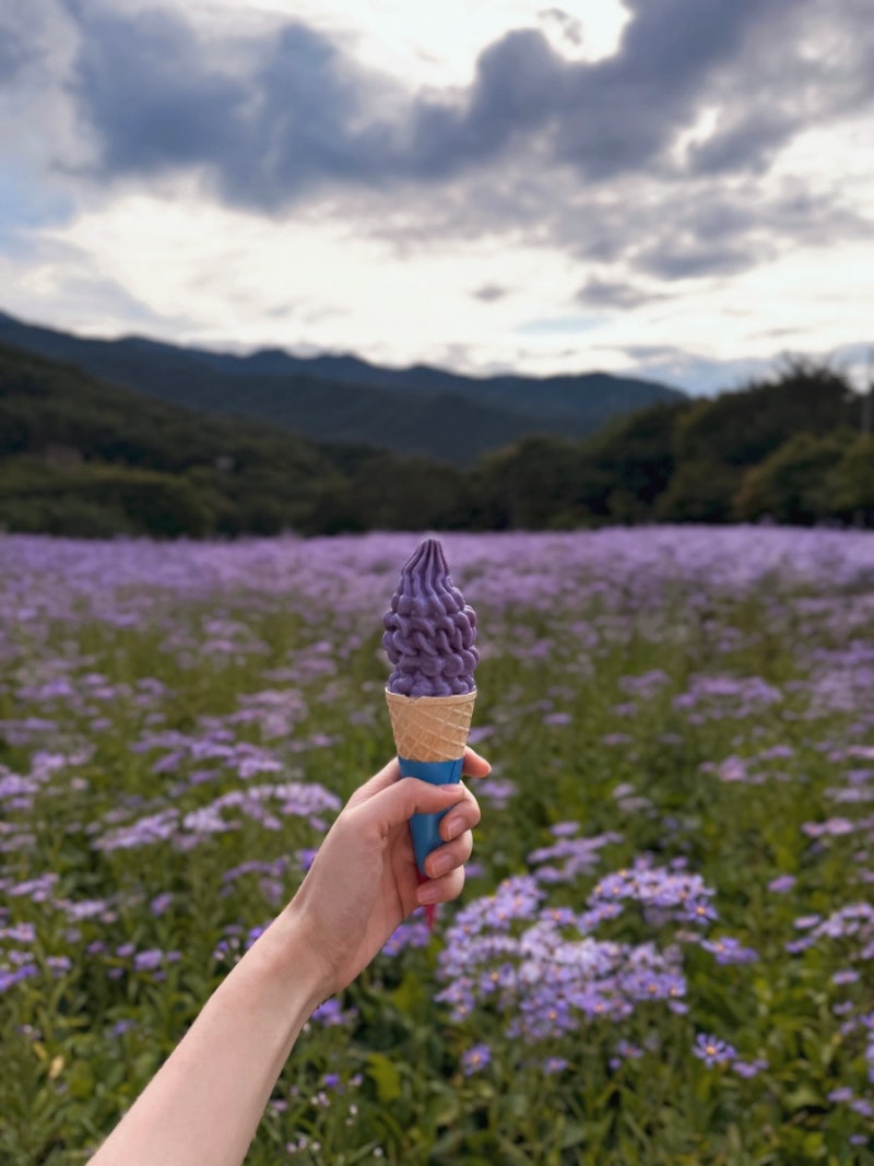 Mungyeong Munhui Farm: A Purple Wave of Aster Flowers Near Cheongju