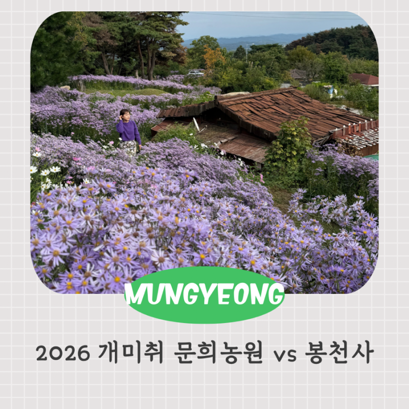2026 문경 개미취 축제 실시간 문희농원 봉천사 개화상황 및 입장료