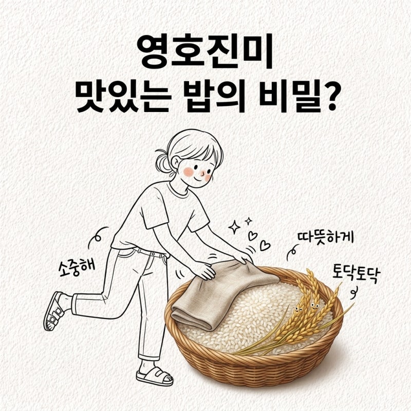 영호진미 철 모르면 묵은쌀 삼 햅쌀 시기 품종 특징 산지 가격 보관법