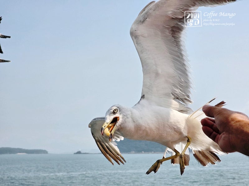 충남 서산 가볼만한곳 삼길포항 놀거리 삼길포 선상어시장, 유람선