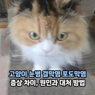 고양이 눈병 결막염과 포도막염 증상 차이, 원인과 대처 방법