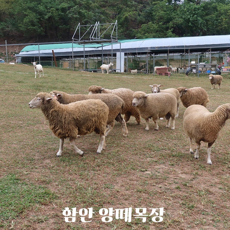 경남 아이랑 가볼만한곳 함안 양떼목장 염소체험