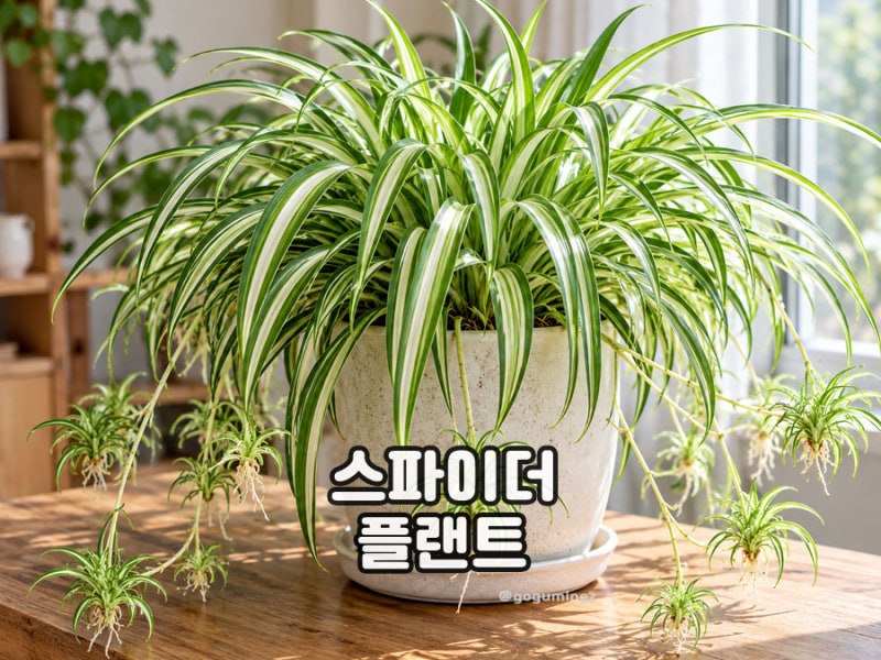 스파이더 플랜트 키우기 나비란 접란 번식 분갈이