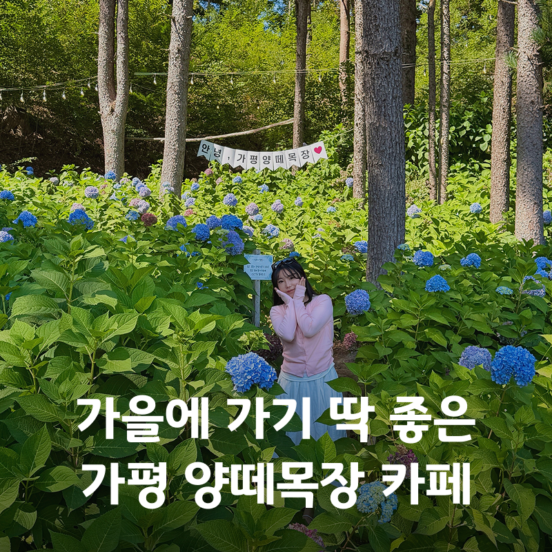 가평 가볼만한곳 양떼목장 수국정원 아이와 가볼만한 베이커리 대형카페
