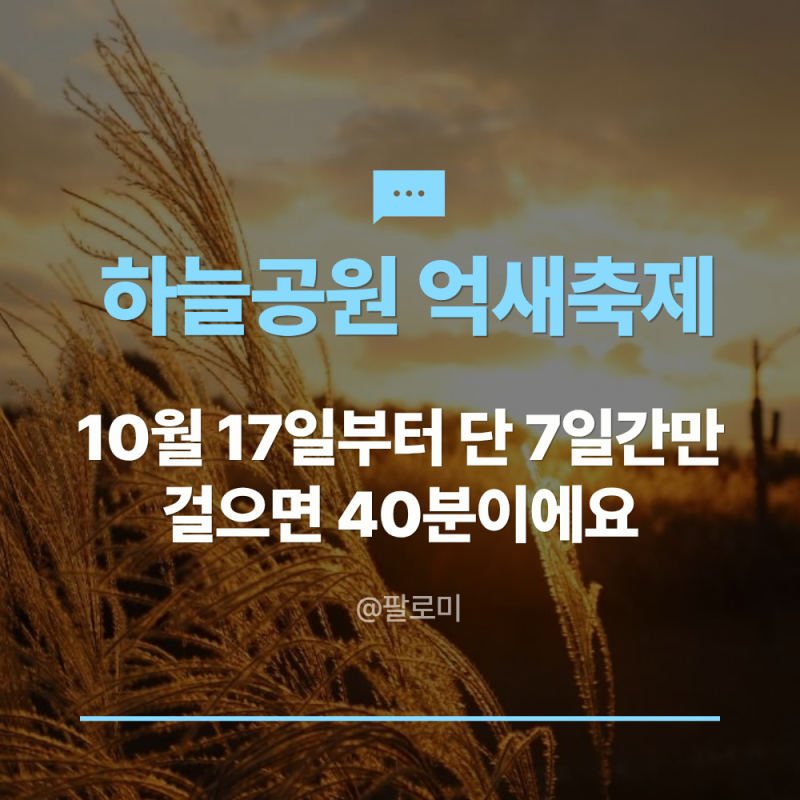 하늘공원 억새축제 10월 17일부터 7일간, 상암 하늘공원까지 걸으면 40분이에요