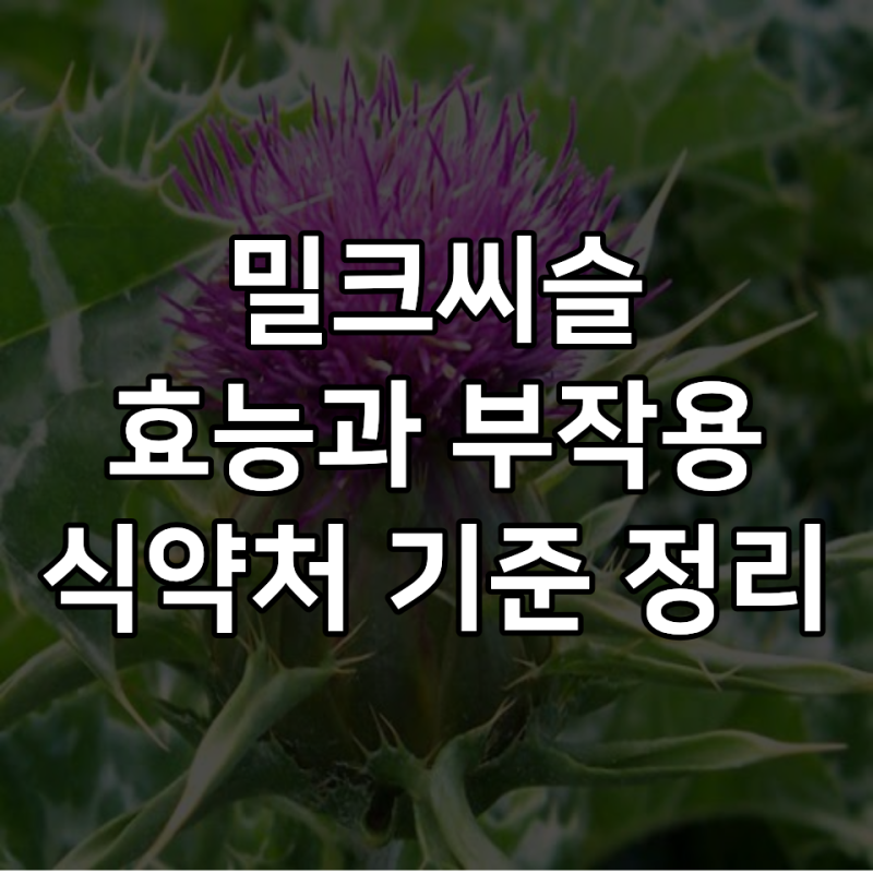 밀크씨슬 효능과 부작용, 식약처 기준 정리