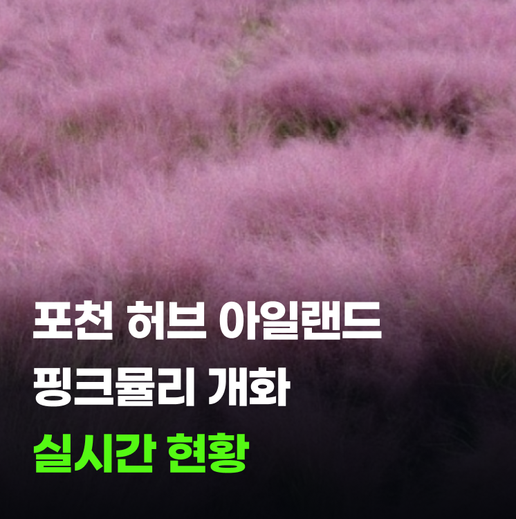 포천 허브 아일랜드 핑크뮬리 지금 가면 만개한 거 못 봐요