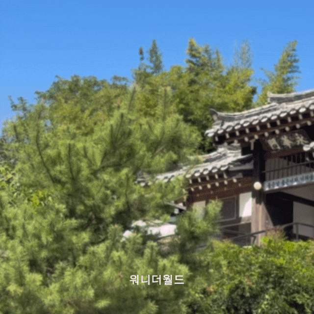 구미 한옥카페 너와숲｜대나무숲 보며 즐긴 아메리카노·자몽에이드와 소금빵