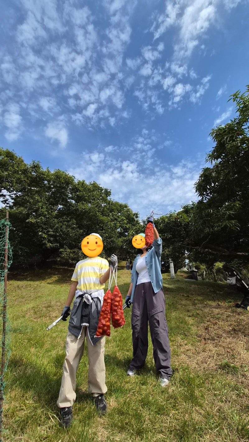 양평밤농원, 서울근교 밤줍기체험, 아이와 밤줍기 방문후기