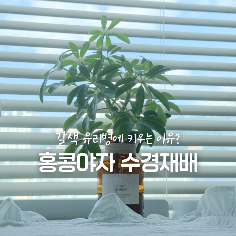 홍콩야자 수경재배, 갈색 유리병에 키우는 이유