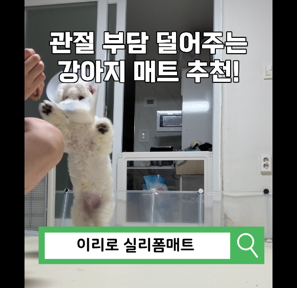 강아지 슬개골 걱정 끝 논슬립&방수 완벽 ㅣ 이리로 강아지매트 직접 써본 솔직 후기