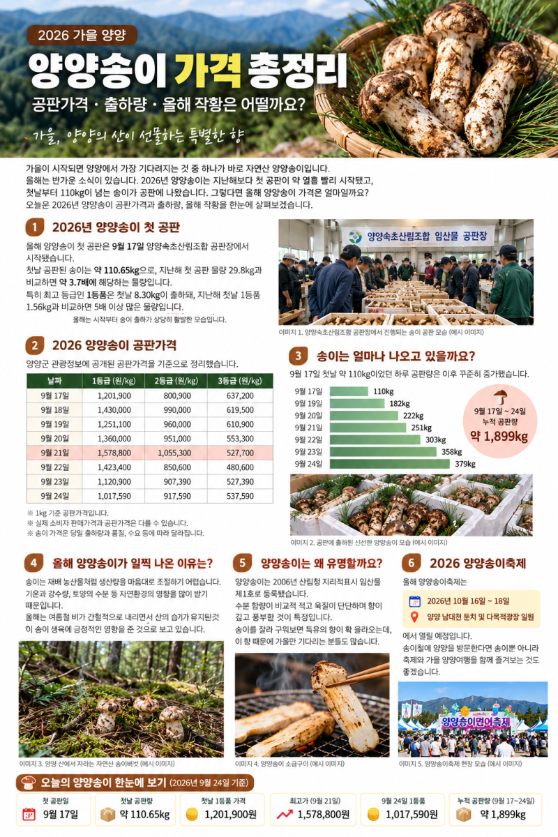 2026 양양송이 가격 총정리｜오늘 공판가격은 얼마일까?