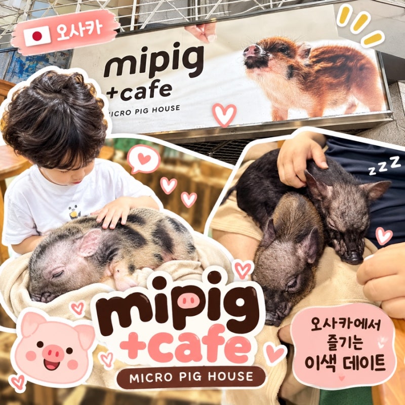 오사카 아이랑 이색 체험 돼지 카페 mipig cafe 리얼 신세계 입니다 위치& 체험& 이용요금