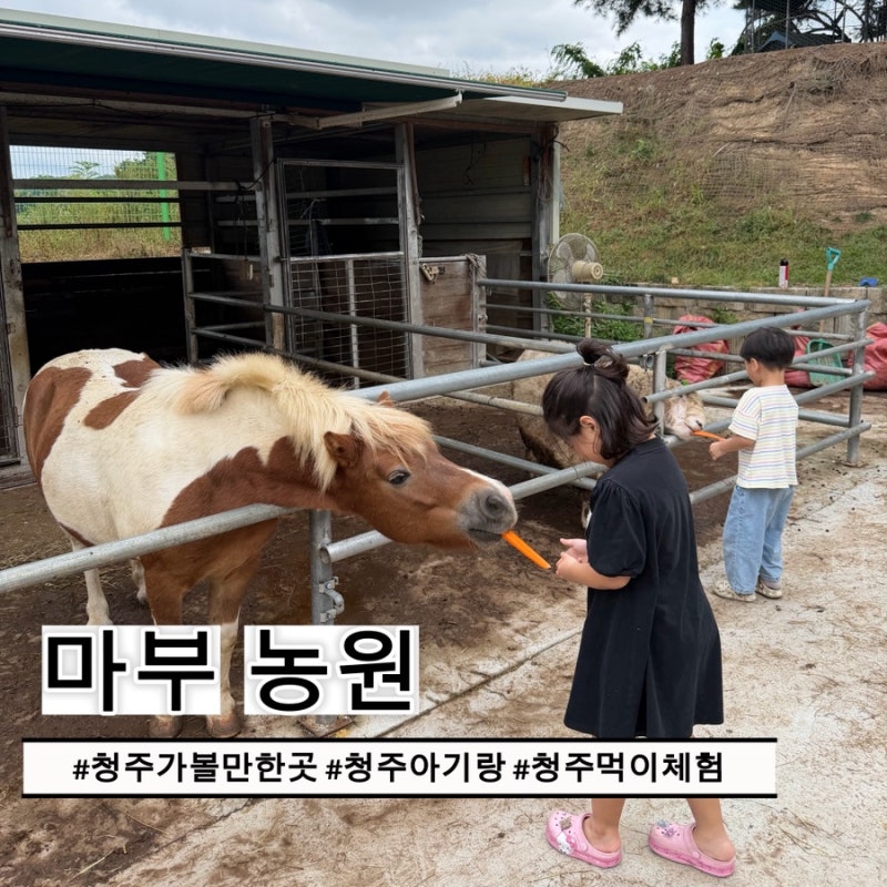 대전근교 아기랑 갈만한곳｜ 청주 마부농원