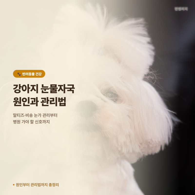 강아지 눈물자국 원인부터 병원 가야 할 신호까지 총정리
