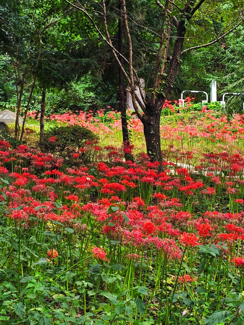 馬山のおすすめスポットはどこ？彼岸花が満開の山湖公園、秋の散策コース