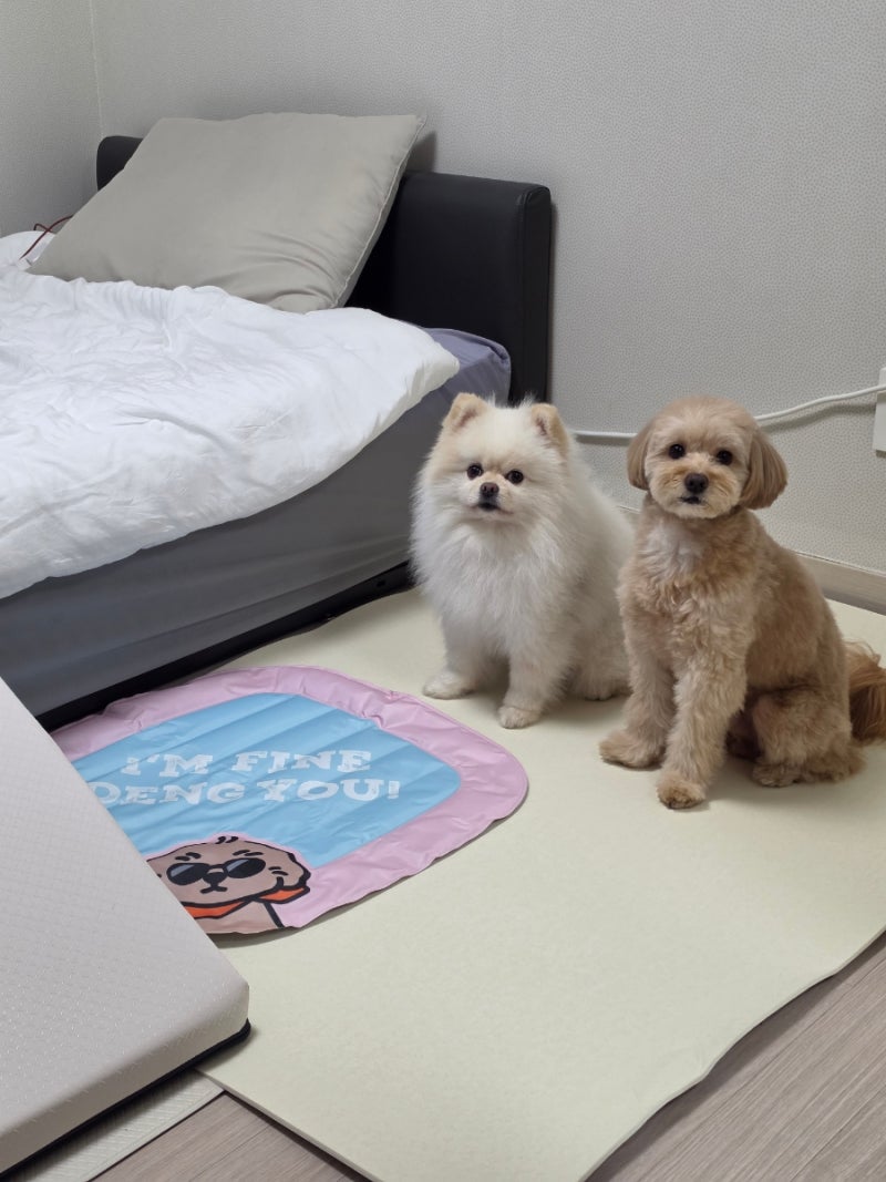 6kg대 강아지 둘이 뛰어도 끄떡없는 펫매트, 이리로 실리폼매트