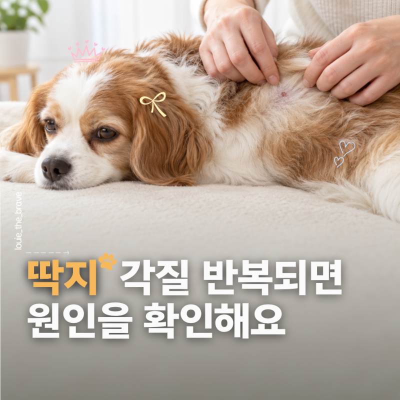 강아지 농피증 증상, 딱지 각질이 생기는 원인