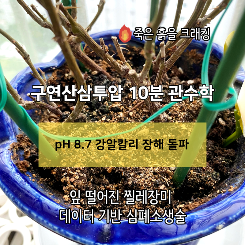 [화분 물주기] pH 8.7 소수성 토양의 경고… 잎 떨어진 찔레장미를 살린 구연산 삼투압 10분 관....