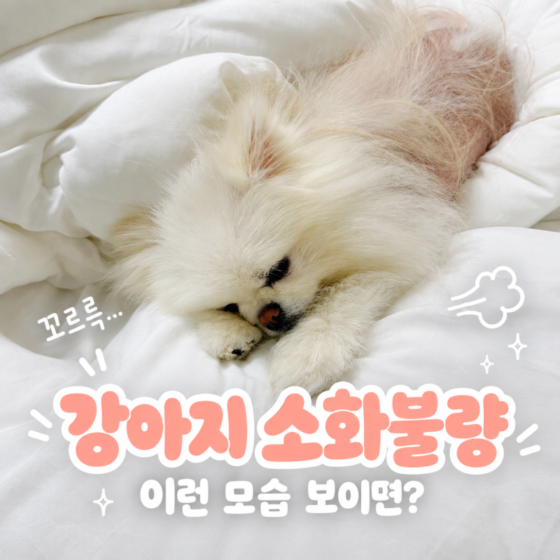 강아지 소화불량 증상, 이런 모습 보이면 이렇게 대처해 주세요