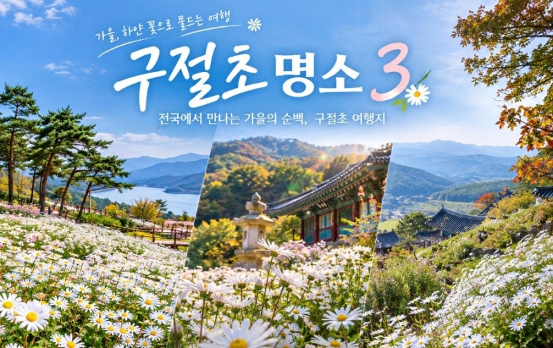 구절초 언제 피지? 개화시기 알고 떠나는 전국 구절초 대표 명소 3곳