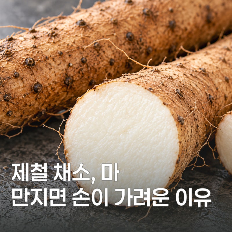 마 효능과 칼로리, 손질법 총정리