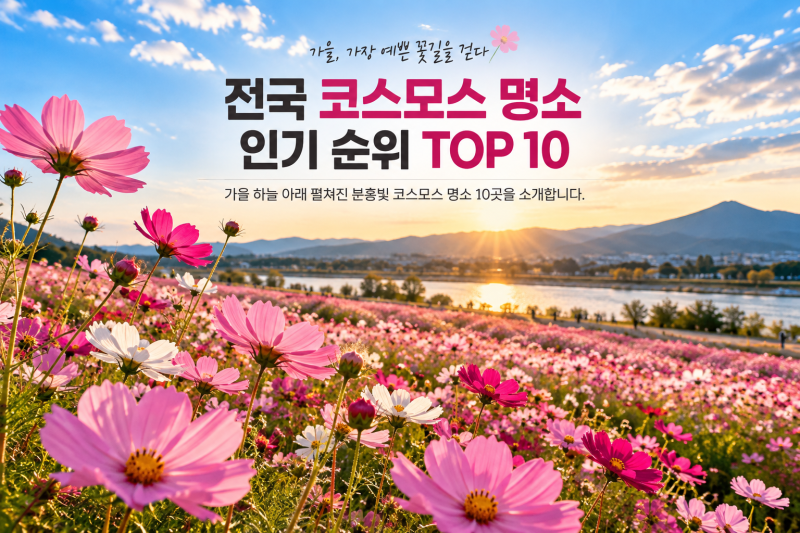 코스모스 명소 인기 순위 TOP 10｜가을에 가볼 만한 코스모스 명소