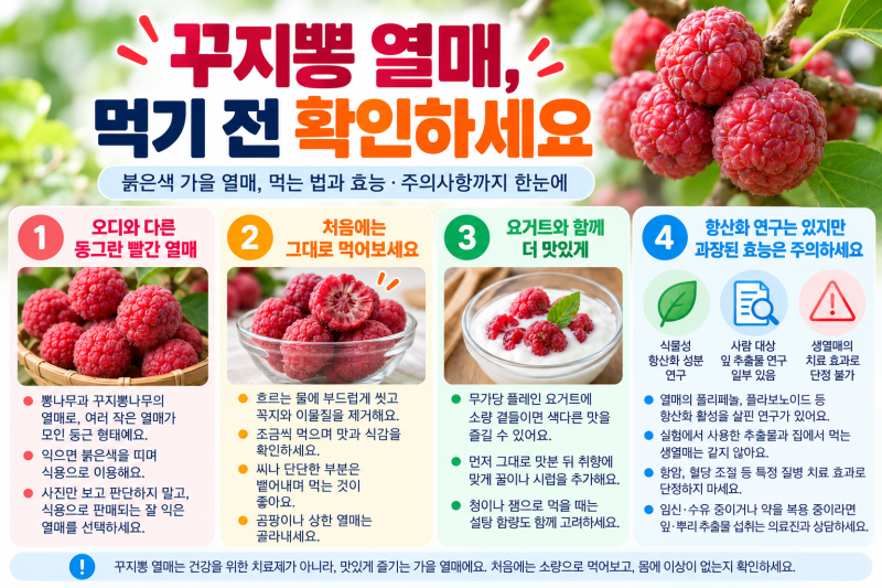 구찌뽕 효능 “빨간 열매, 어떻게 먹을까?” 꾸지뽕 열매 먹는 법과 섭취 전 주의사항
