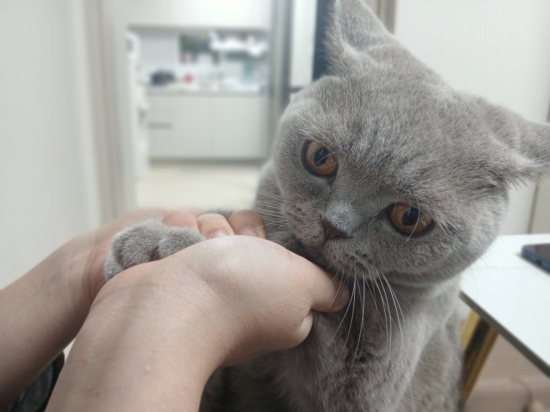 고양이 약, 약국 vs 동물병원 3년 차 집사가 알아본 가격, 차이점, 상비약 리스트