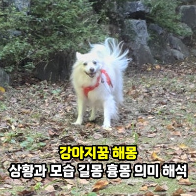 강아지꿈 해몽, 상황과 모습에 따른 길몽 흉몽 의미 해석