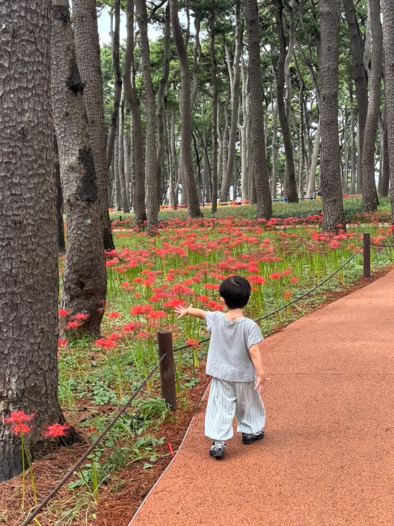 울산 대왕암 꽃무릇 보러 갔다가 출렁다리까지｜9월 울산 가볼만한곳