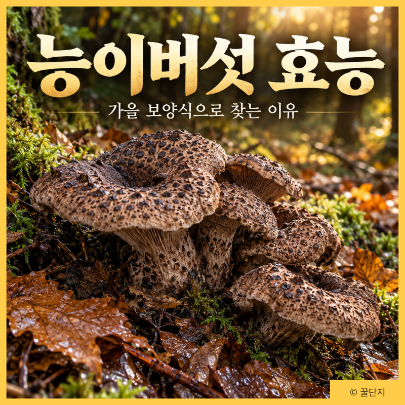 능이버섯 효능, 가을 보양식으로 찾는 이유! 영양성분 먹는법 부작용