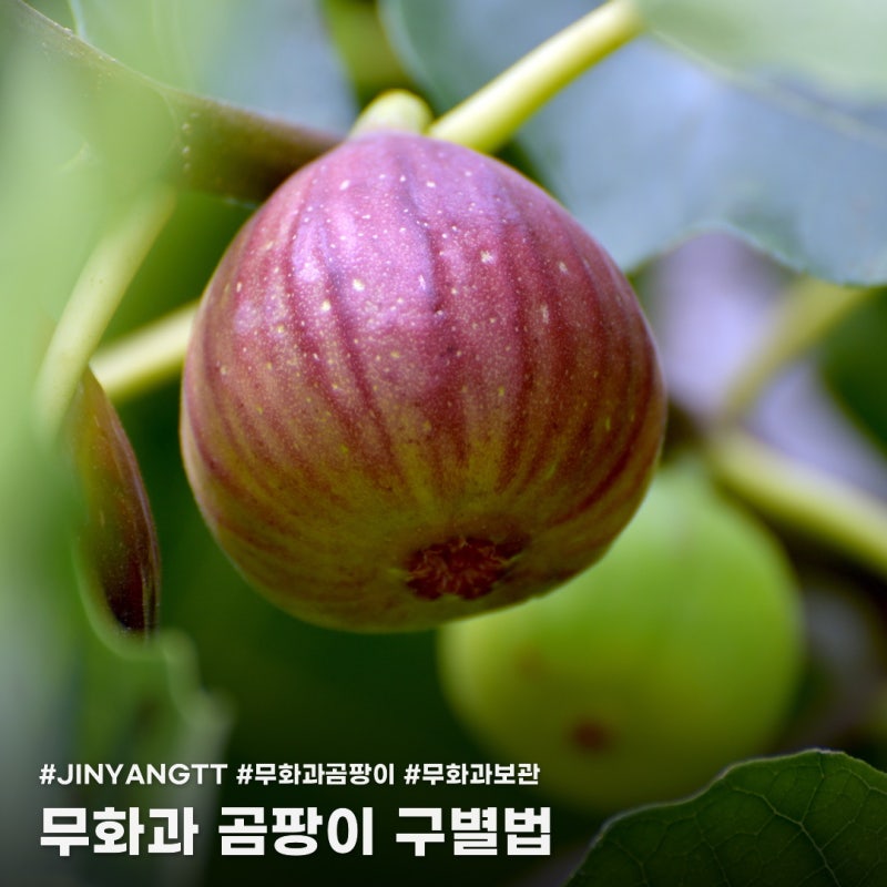 무화과에 곰팡이가 생겼다면? 버리는 기준과 보관 팁