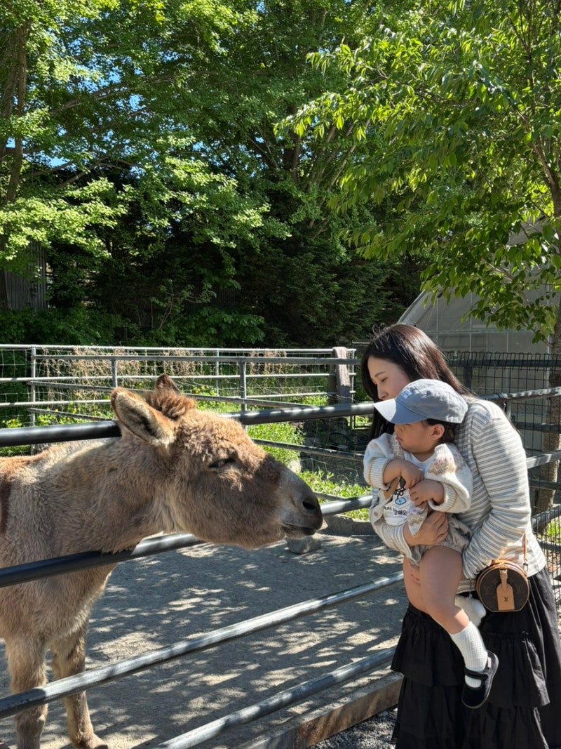 [보령 아기랑 가볼만한 곳] 개화예술공원 바둑이네 동물원 | 동물 먹이주기·기차 체험 후기