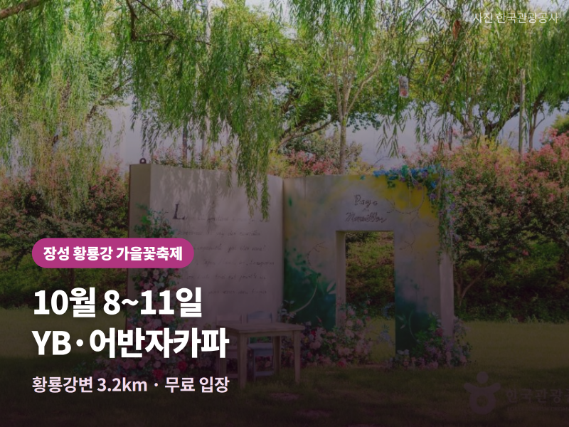 장성 황룡강 가을꽃축제 2026 — 10월 8~11일 개막, YB·어반자카파 라인업과 무료 입장