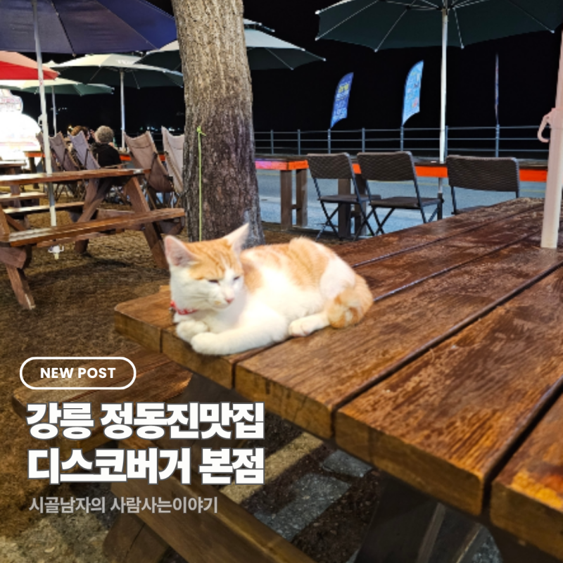 강릉옥계맛집 디스코버거 본점 금진해변맛집 정동진수제버거 강릉수제버거