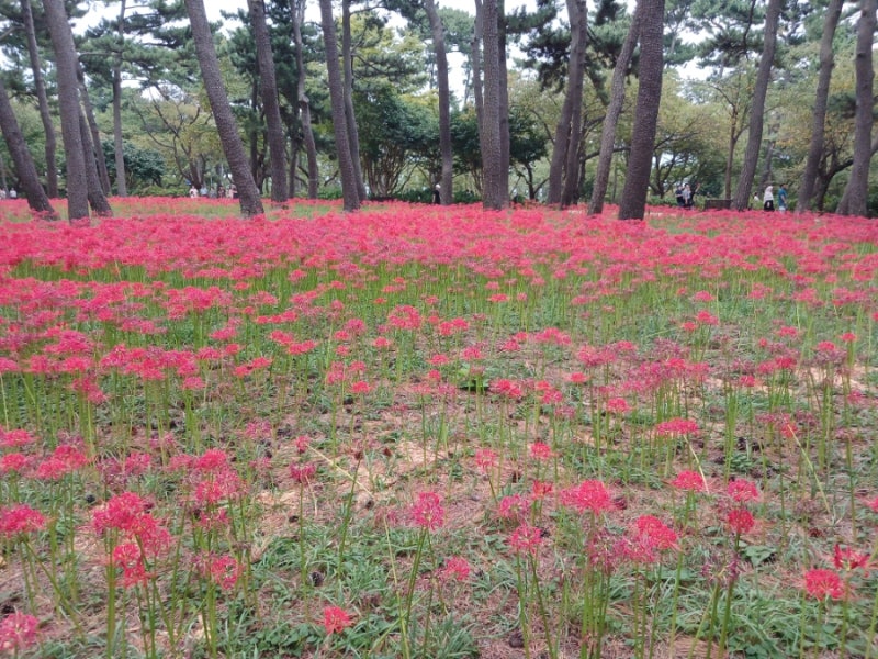 [울산 여행] 추석 연휴 대왕암공원 꽃무릇 절정! 솔밭 길 따라 전해지는 꽃무릇과 상사화의 ....