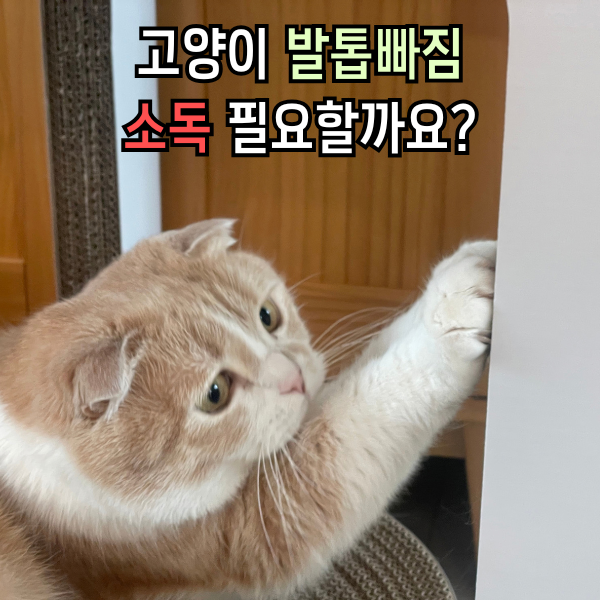 고양이 발톱 빠짐, 스크래쳐 계속 써도 되는걸까
