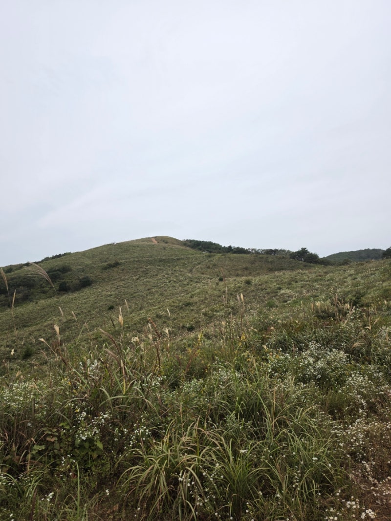 [유명산] 배너머고개, 갈대밭, 활공장