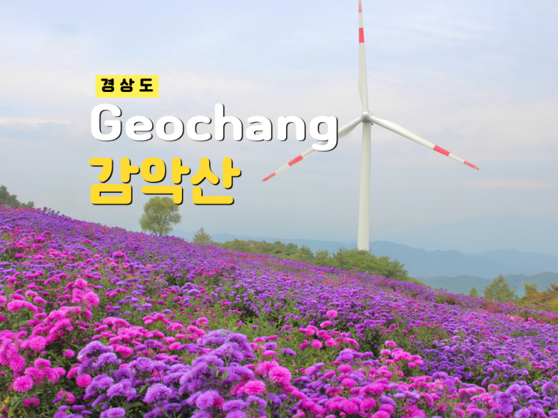 거창 감악산 아스타국화 축제 꽃별여행 실시간 만개! 주차장 셔틀버스 이벤트 후기
