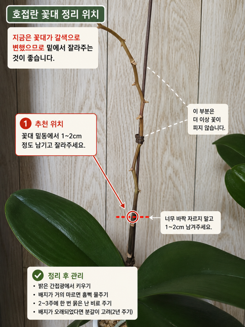 호접란 꽃대 자르기, 어디서 잘라야 할까?｜꽃 진 후 관리방법