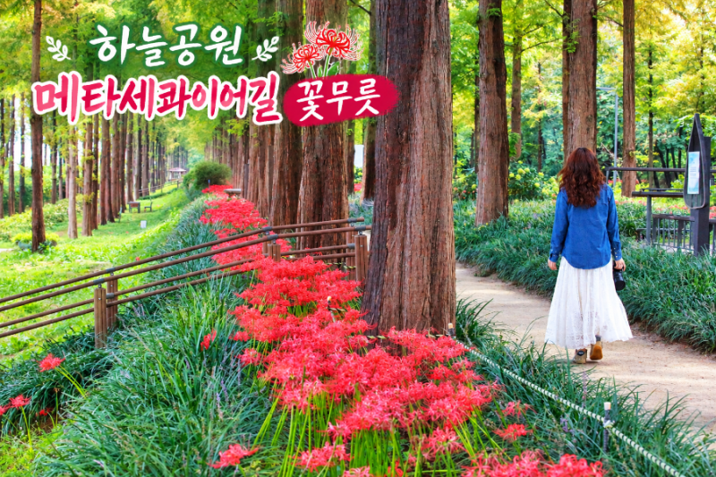 서울 상암 하늘공원 메타세콰이어길 꽃무릇 실시간 초절정 만개