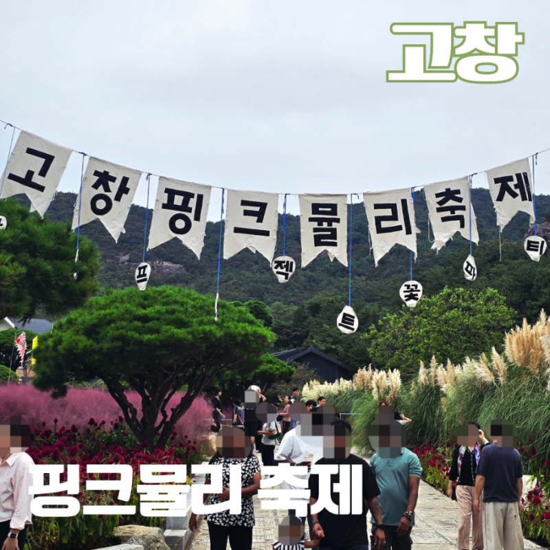 고창 가볼만한곳 핑크뮬리 축제 꽃객프로젝트 가을꽃파티 주차 입장료