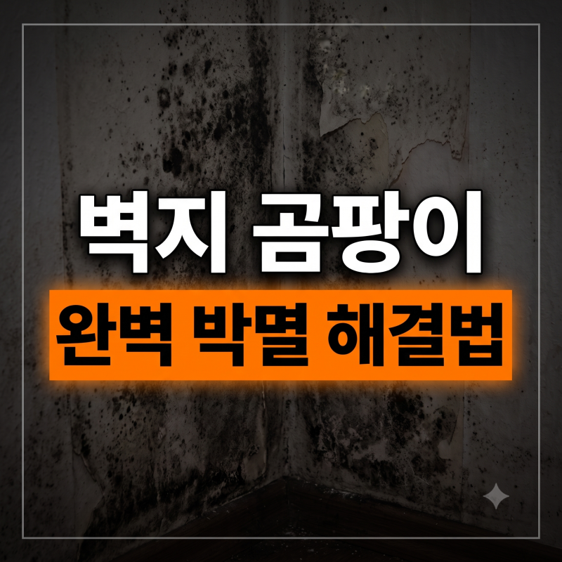 락스로 지워도 소용없다고요? 벽지 곰팡이 뿌리까지 박멸하는 진짜 비법