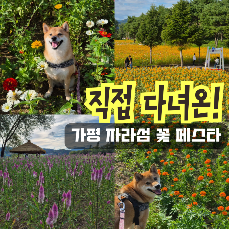 "직접 다녀온" 경기도 가평 가볼만한곳 자라섬 꽃페스타 애견동반 꽃축제