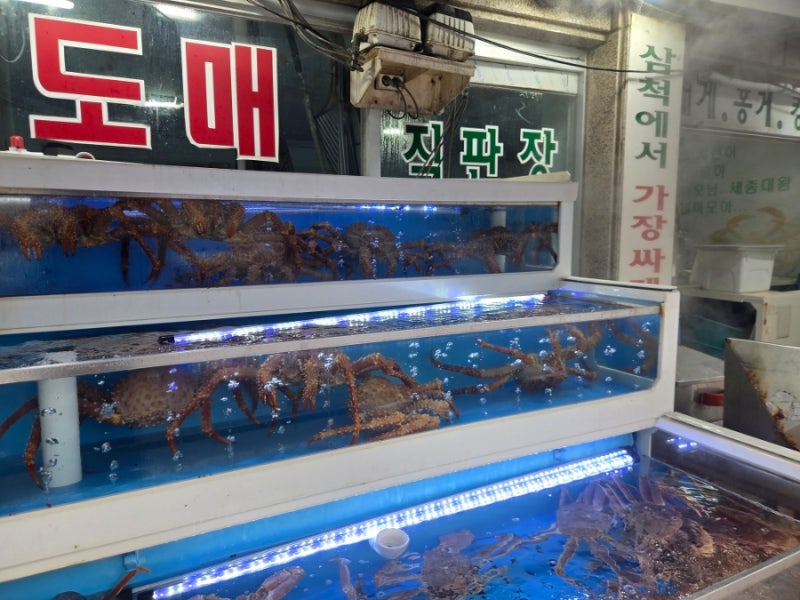 대게대게 맛있는 삼척항 대게 맛집 대게킹/단일메뉴 찐 대게집