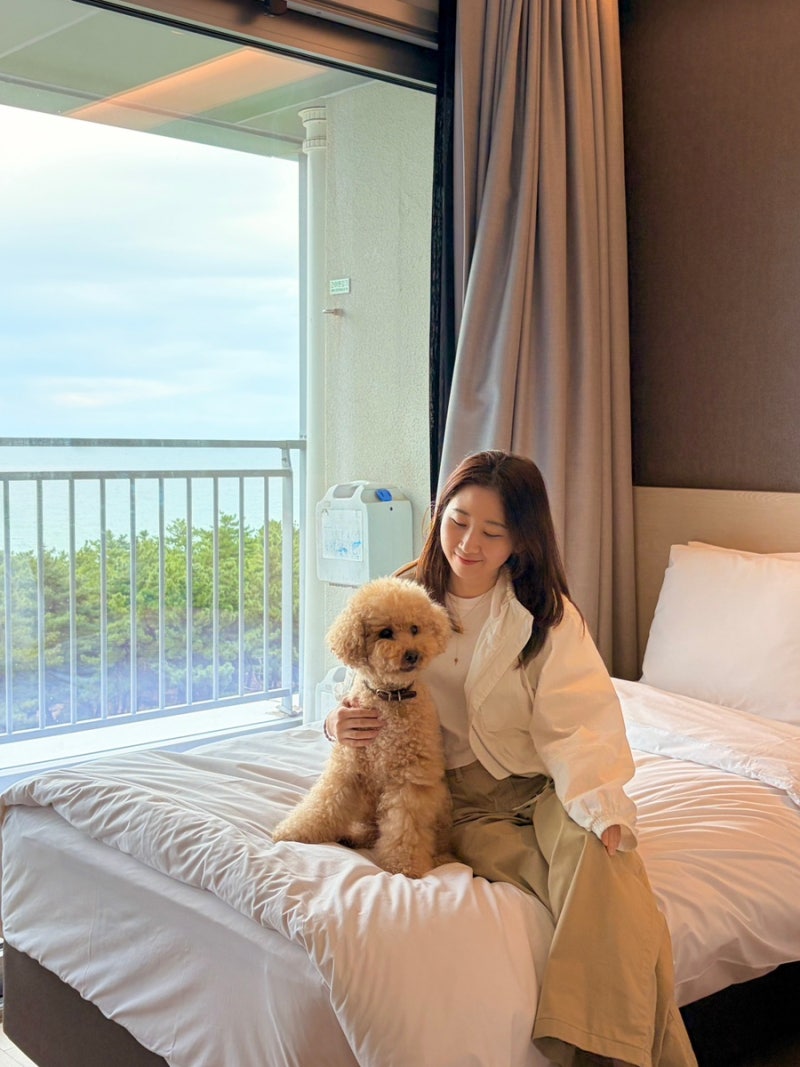 강릉 애견동반 숙소 세인트존스 호텔 펫룸 갈 때마다 대만족!