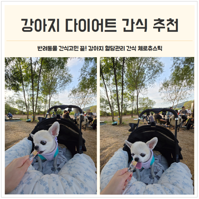 뚠뚠이 강쥐 반려동물간식 고민 끝! 당뇨견 초코가 먹는 제로츄스틱 후기