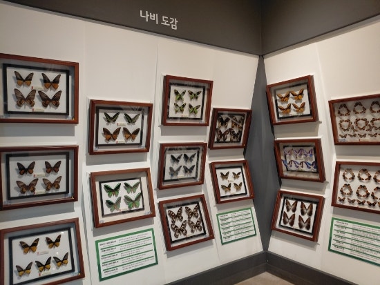 함평 나비박물관 후기｜동물의숲 생각나는 나비곤충생태관, 아이와 가볼만한곳