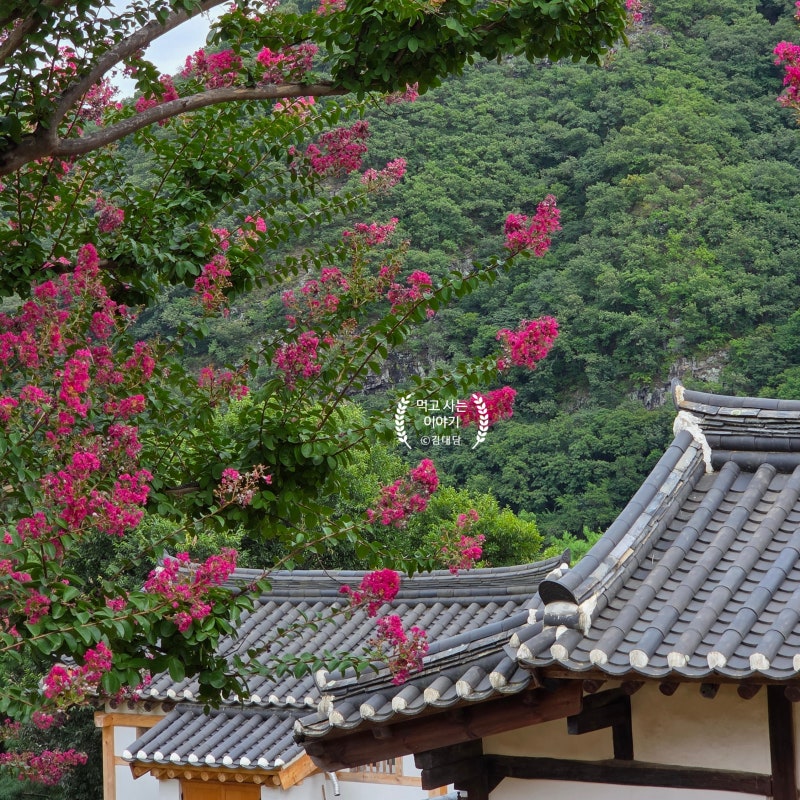 경북 안동 가볼만한곳 병산서원 배롱나무 유네스코 세계유산 낙동강 절경 명소 후기